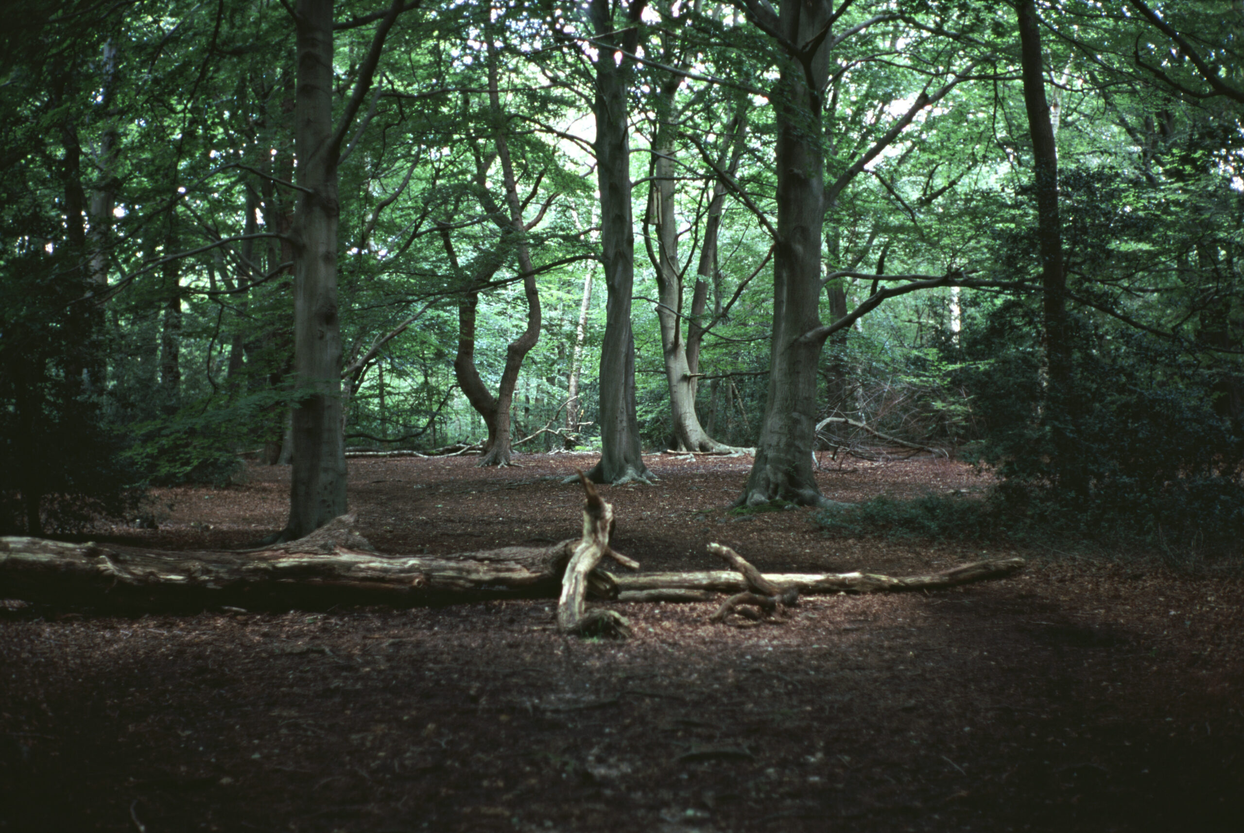 Image of a woodland with dense trees
