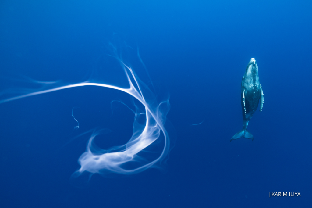 A photograph taken underwater of a whale.
